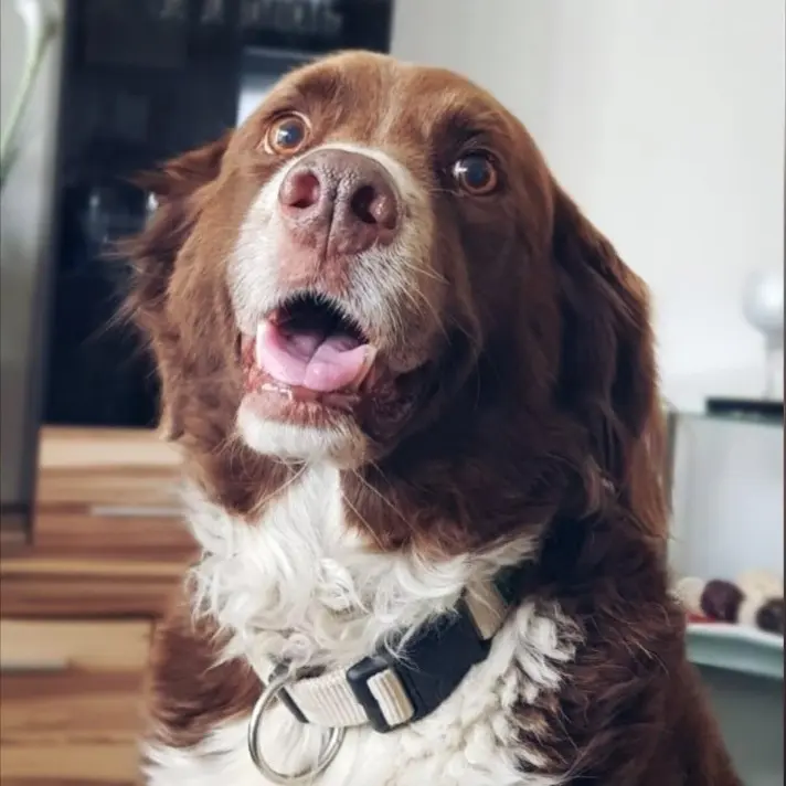 Andachtsbild von Marina mit Jule(21.12.2019) und Lucy (20.02.23) tief im Herzen ❤