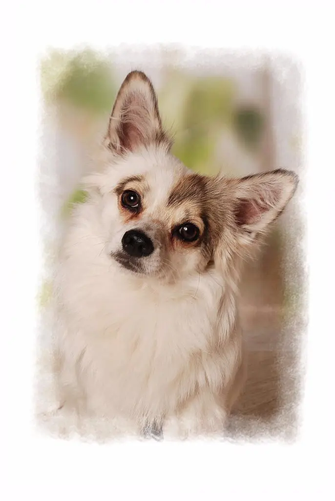 Image from Sammy