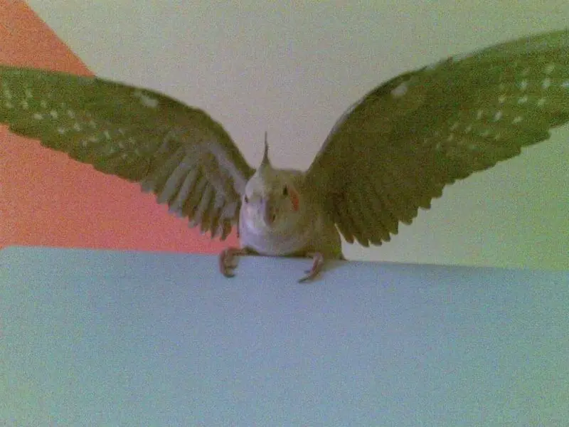 Image from Jhonny