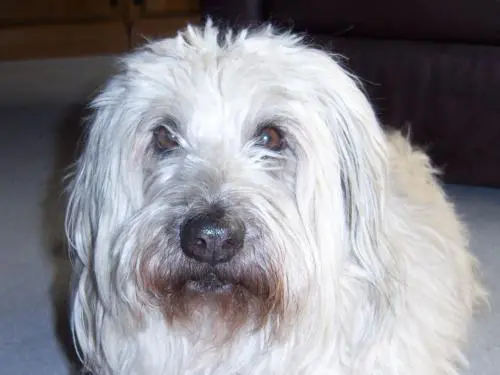 Bild von Benji