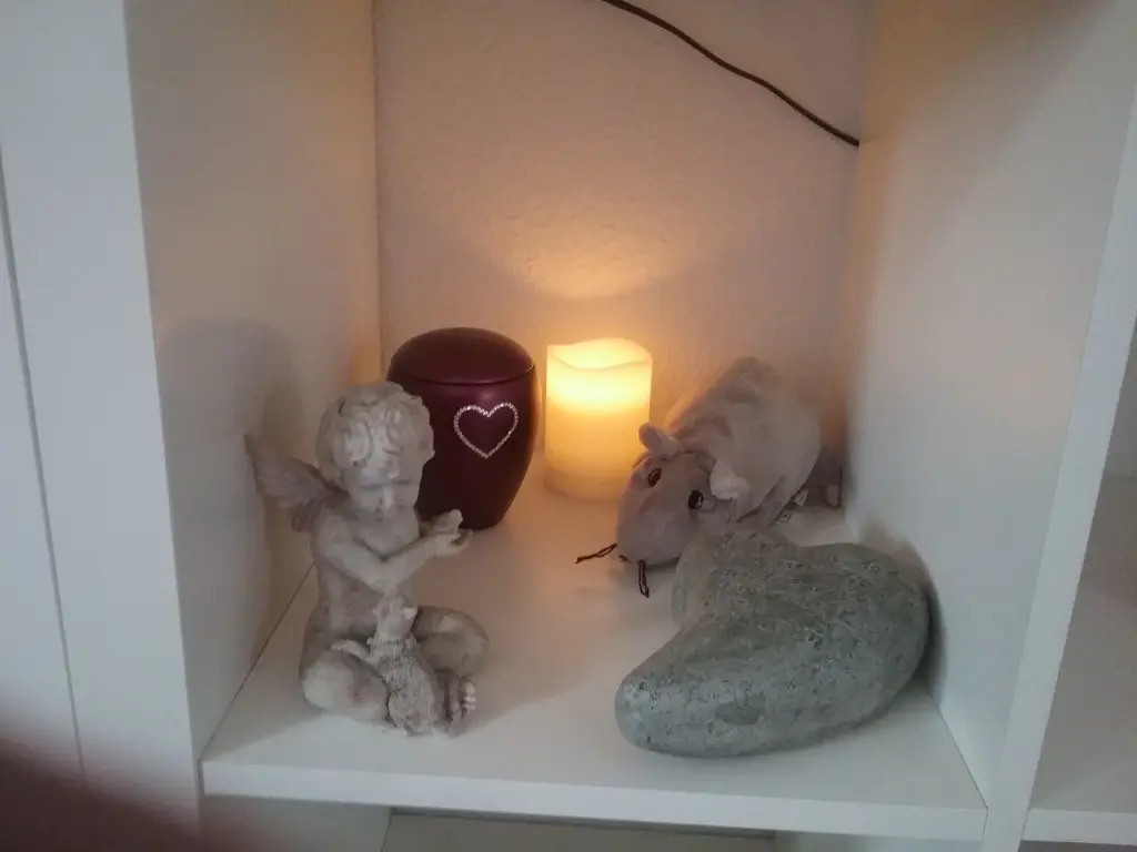 Image from Felino