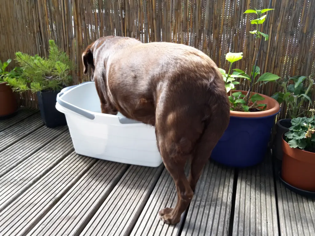 Andachtsbild von Ute und Mathis mit Nelly tief im Herzen ❤  gest. 26.08.2021 