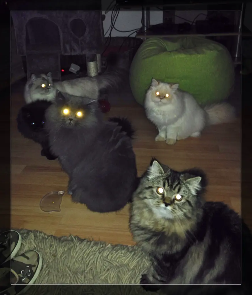 Condolence image of Puffelloof  Gang