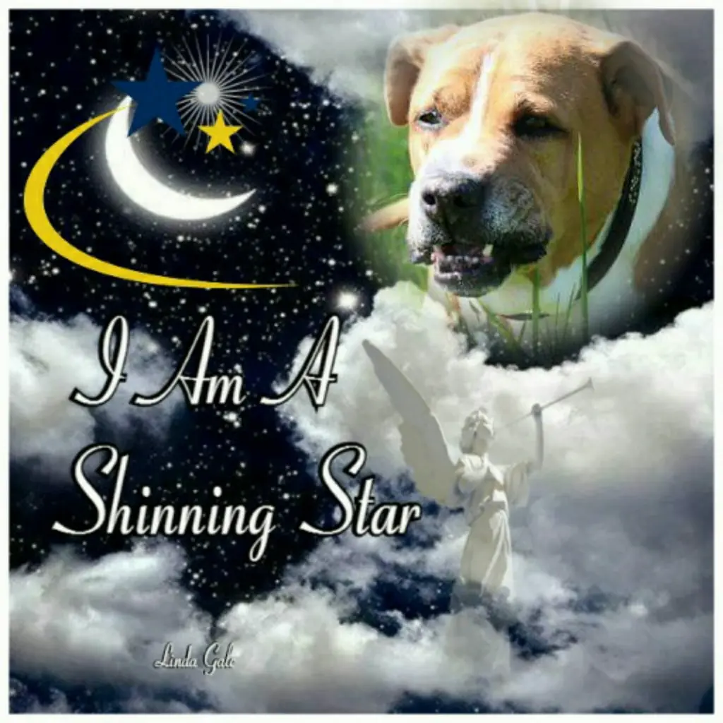 Condolence image of Christiane  mit Boomer im Herzen 