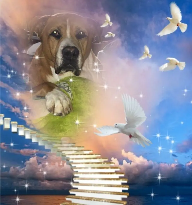 Condolence image of Christiane  mit Boomer im Herzen 