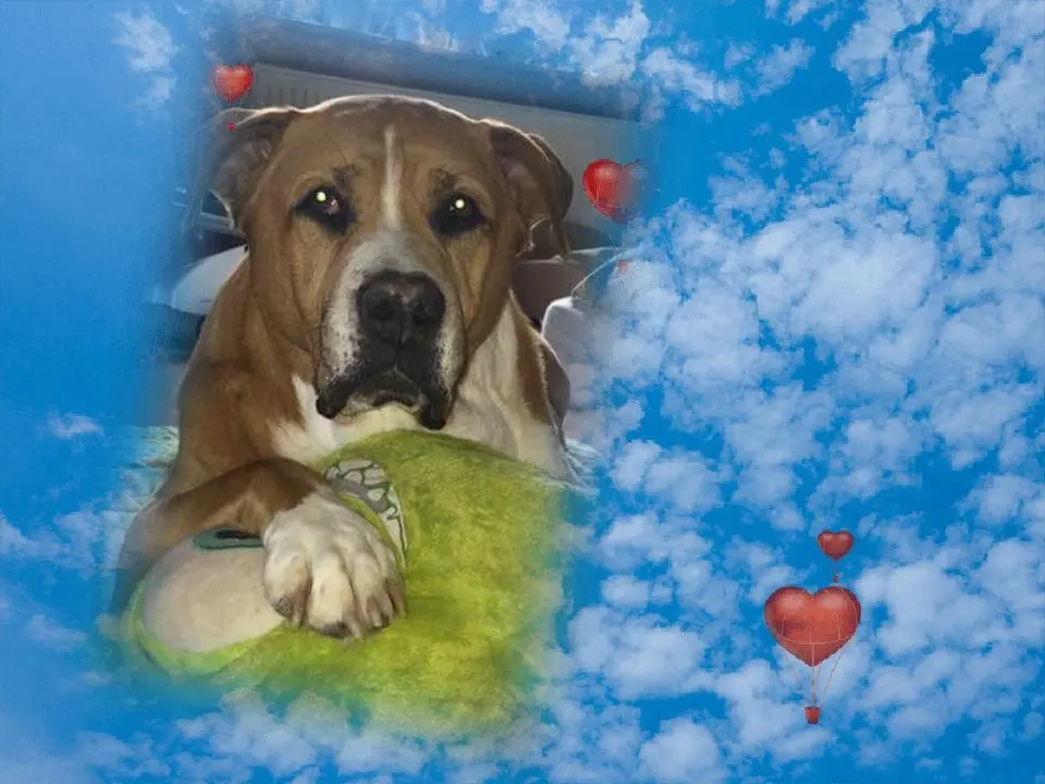 Condolence image of Christiane  mit Boomer im Herzen