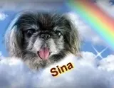 Bild von Sina