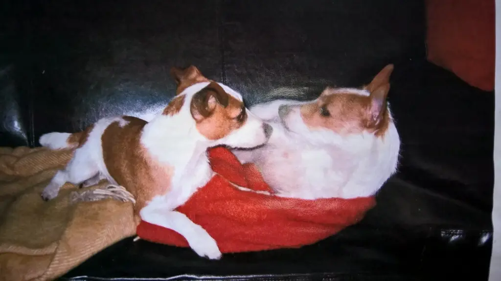 Condolence image of Petra mit Dottie und Pebbels im Herzen