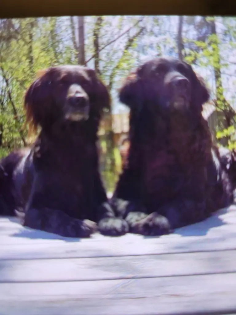 Andachtsbild von Susanne