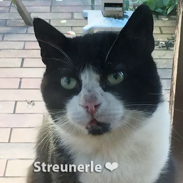 Andachtsbild von Petra