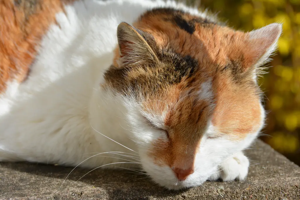 Condolence image of Sabine 