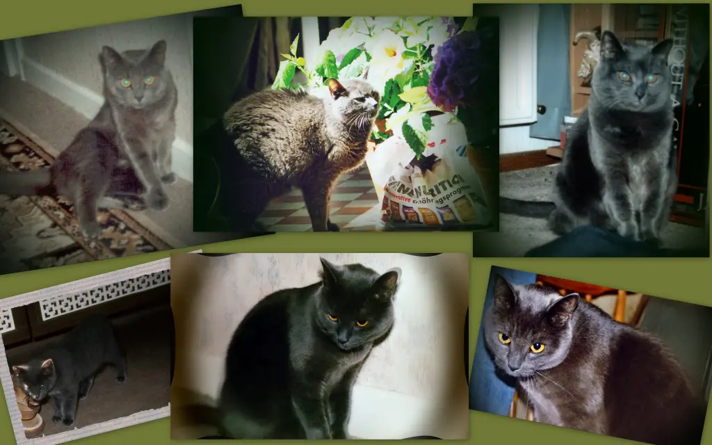 Condolence image of Birgitt mit Dinah,Püppi,Bonny,Cindy,Miez
