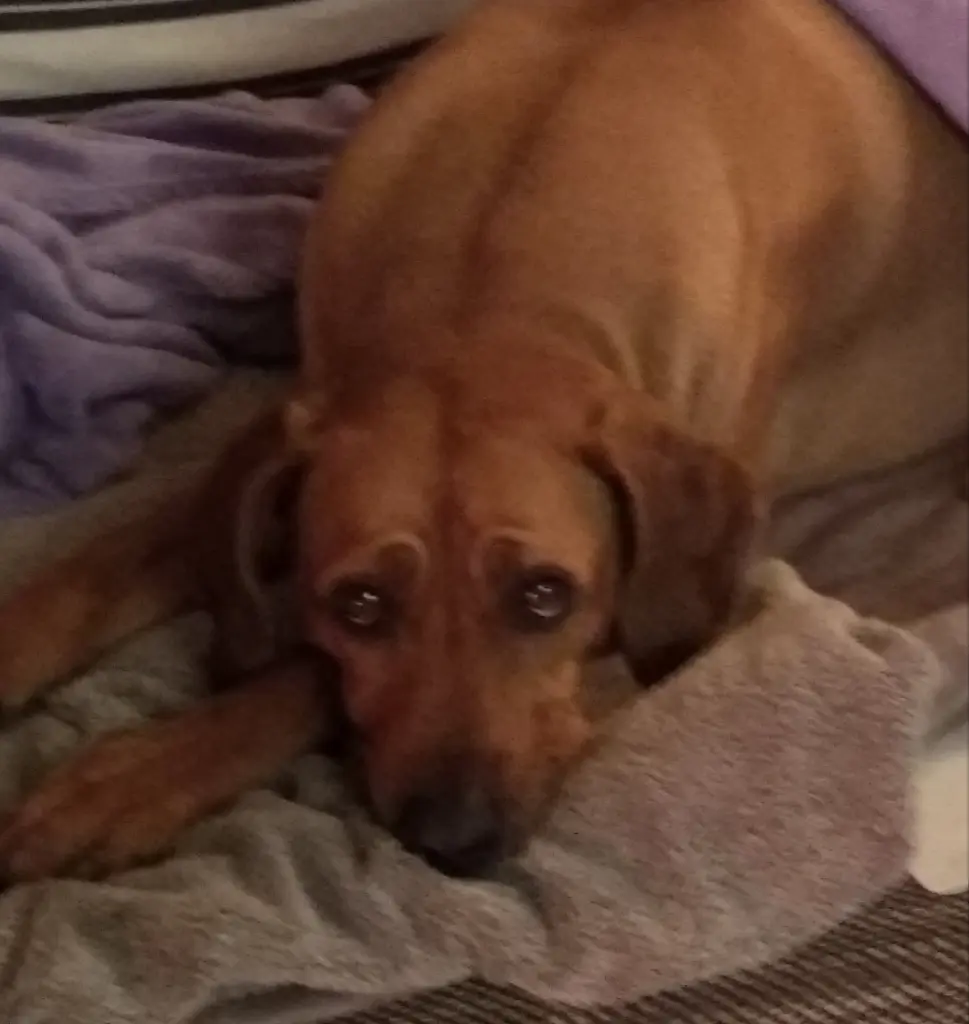 Andachtsbild von Peter