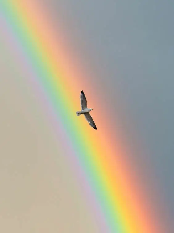 Andachtsbild von Martina mit Seelenhund Samy ♥️⭐♥️ für immer im Herzen 