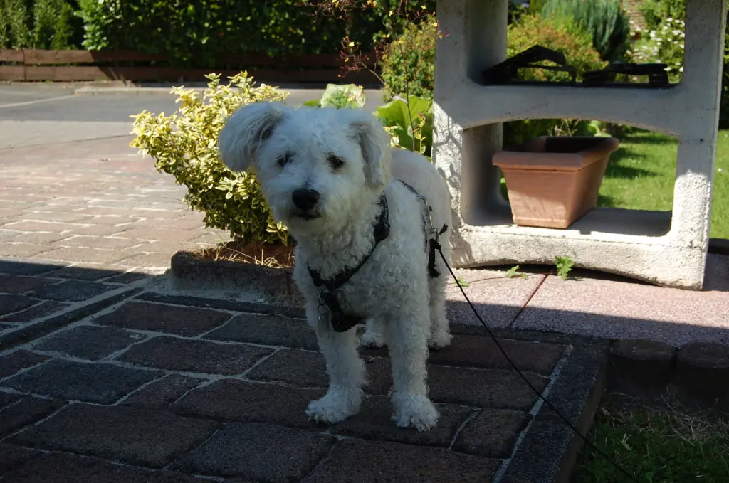 Image from Kiwi