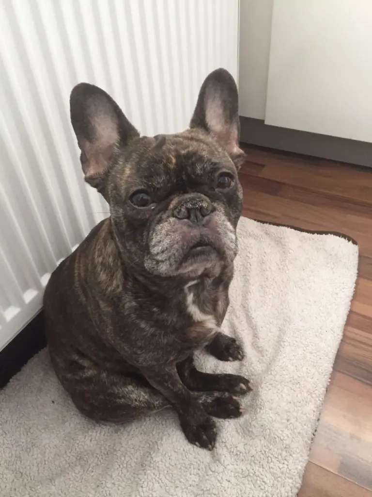 Andachtsbild von Karin mit Bella ganz tief im Herzen