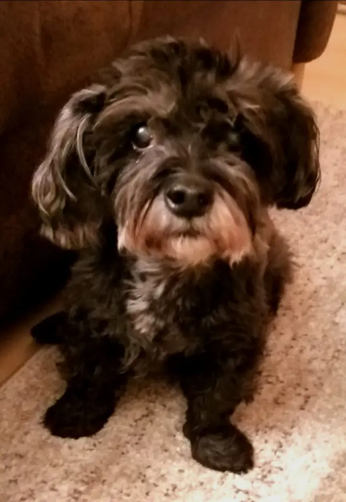 Andachtsbild von Elke und Horst mit Fiby (+30.09.2020) ❤️