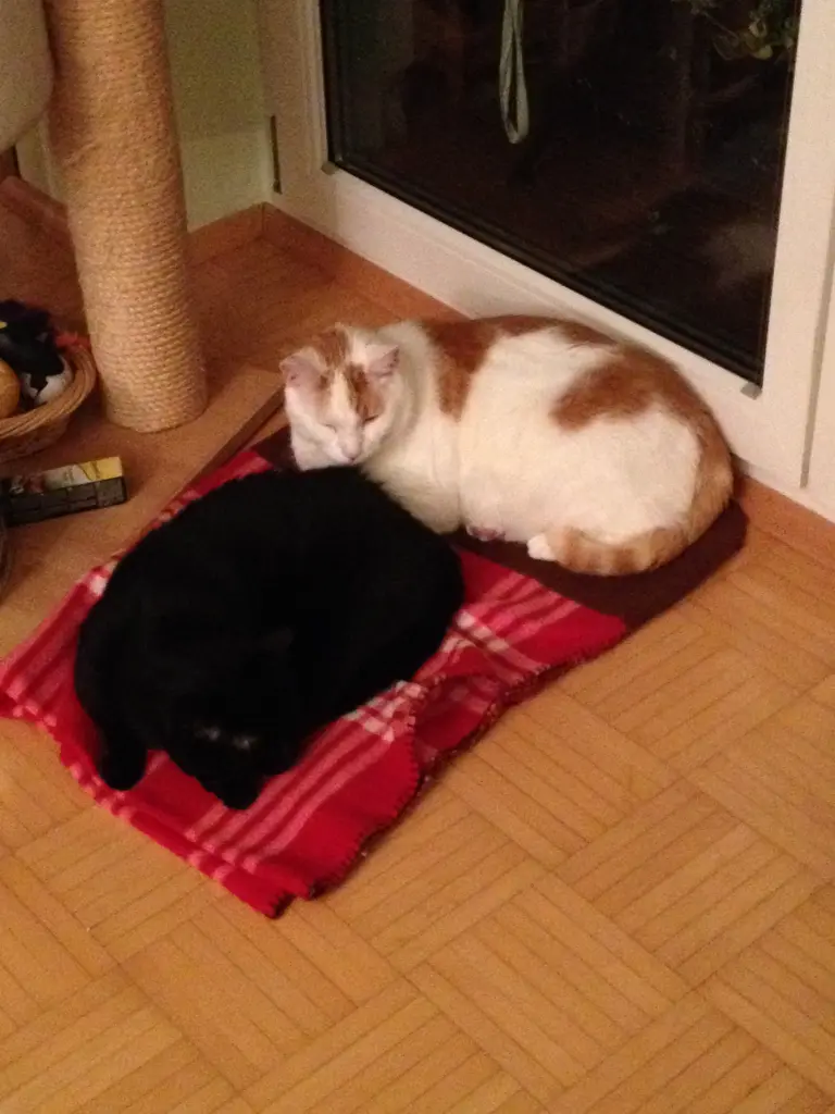 Condolence image of  Katrin & Frank mit Schnorry ✝︎ 13.06.2023 & Oskar ✝︎ 07.05.2017 im ❤️ 