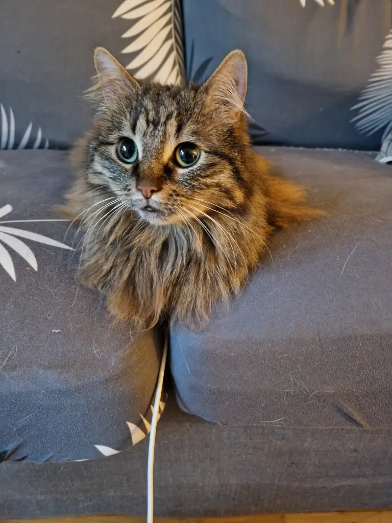 Condolence image of Lisa
