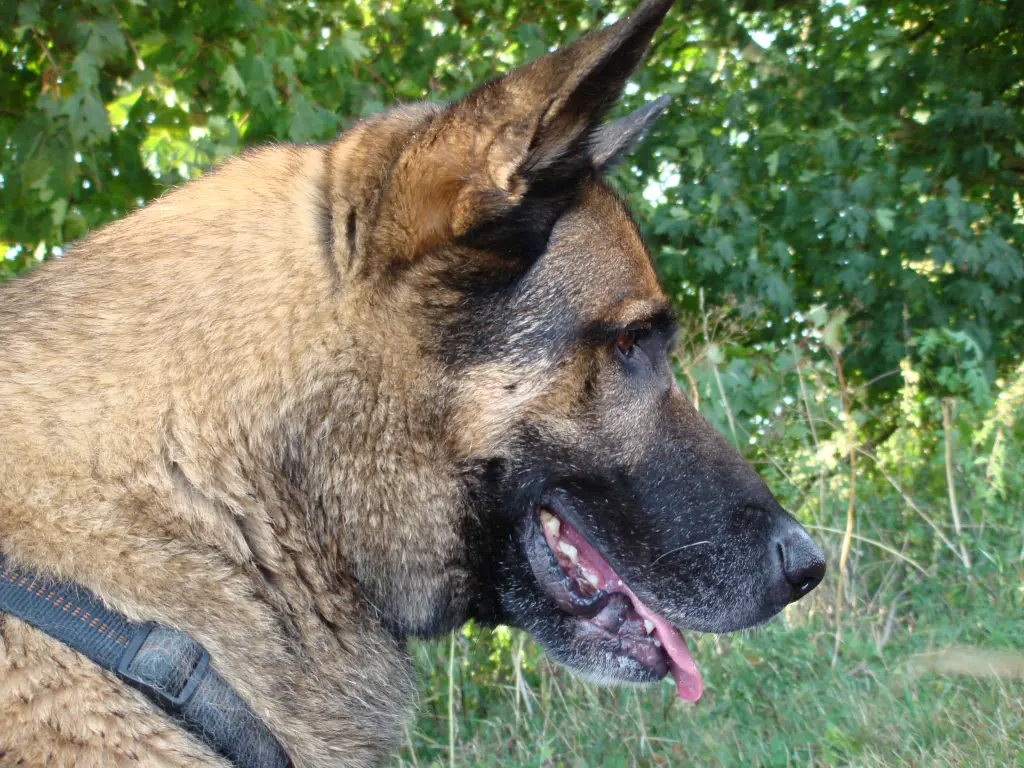 Image from Branko