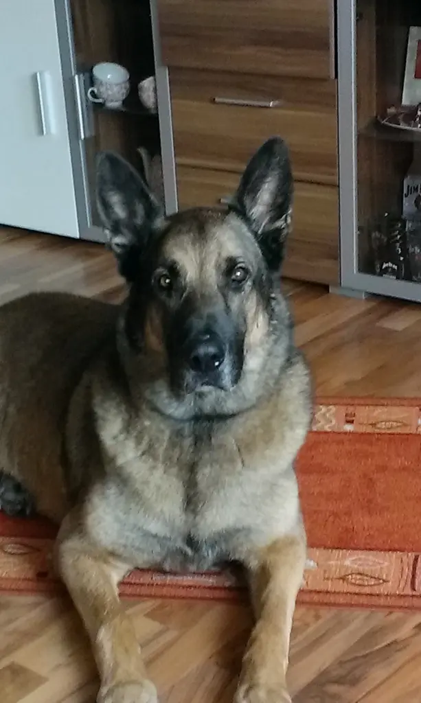 Image from Branko