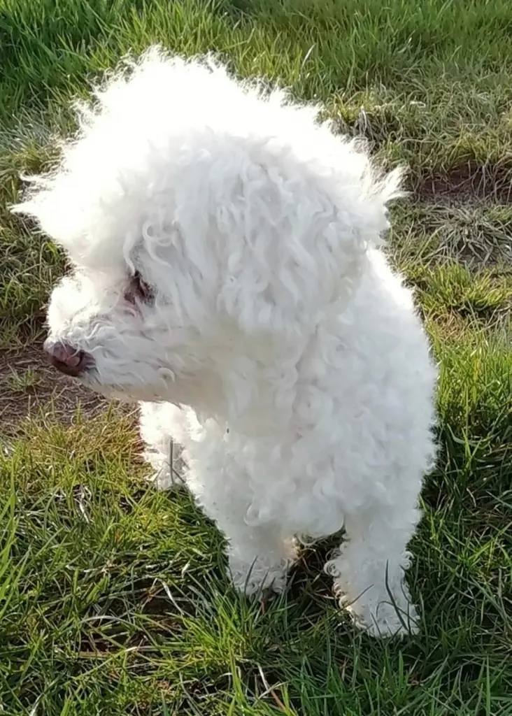 Andachtsbild von Gaby mit Snowy im Herzen