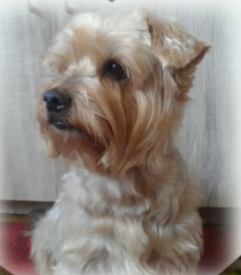 Andachtsbild von Ewa & Krzysztof mit Jacki tief im Herzen ❤