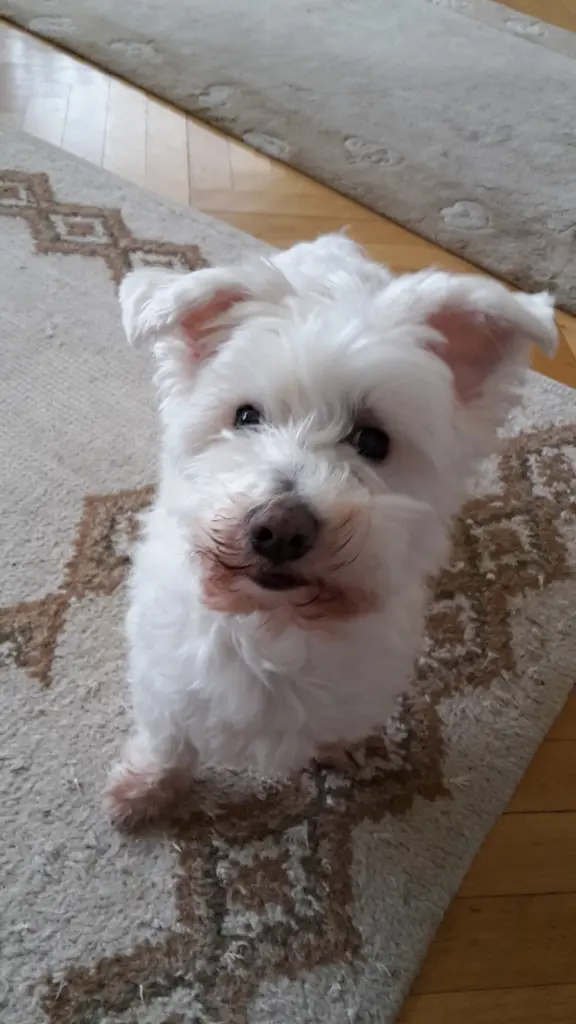 Andachtsbild von Martina mit Seelenhund Samy ♥️⭐♥️ für immer im Herzen