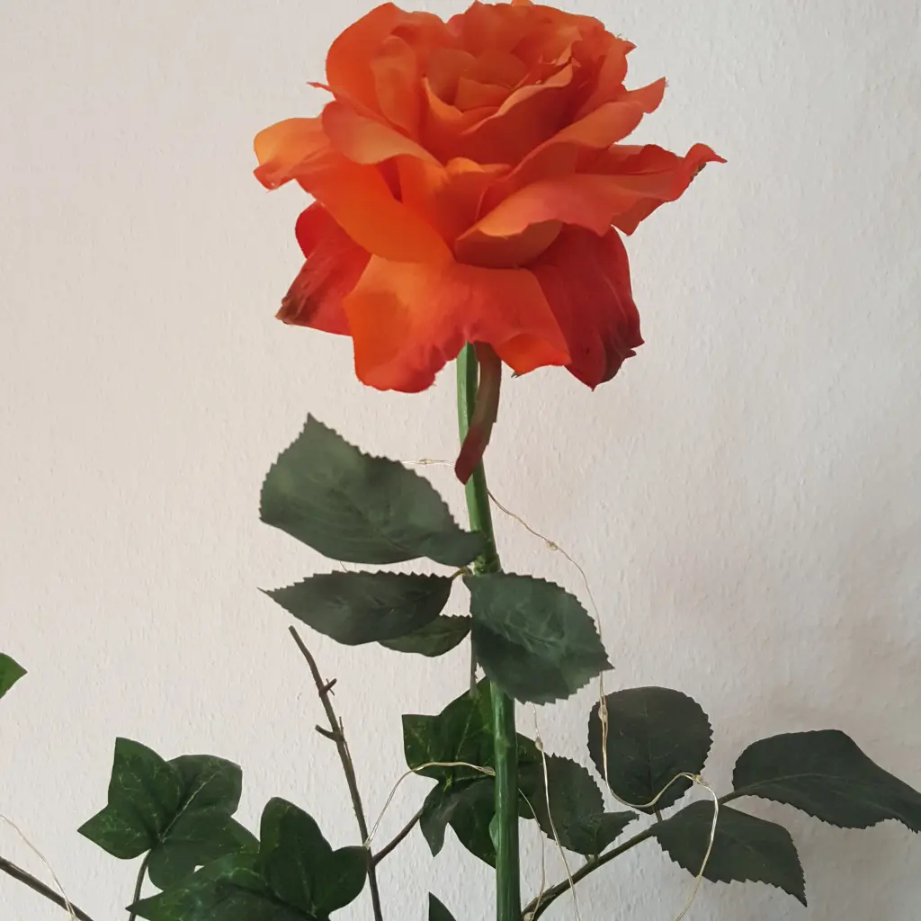 Condolence image of Angelika mit Balou im Herzen 