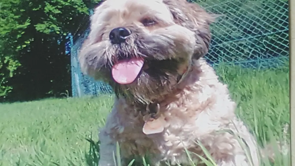 Condolence image of Angelika mit Balou im Herzen 