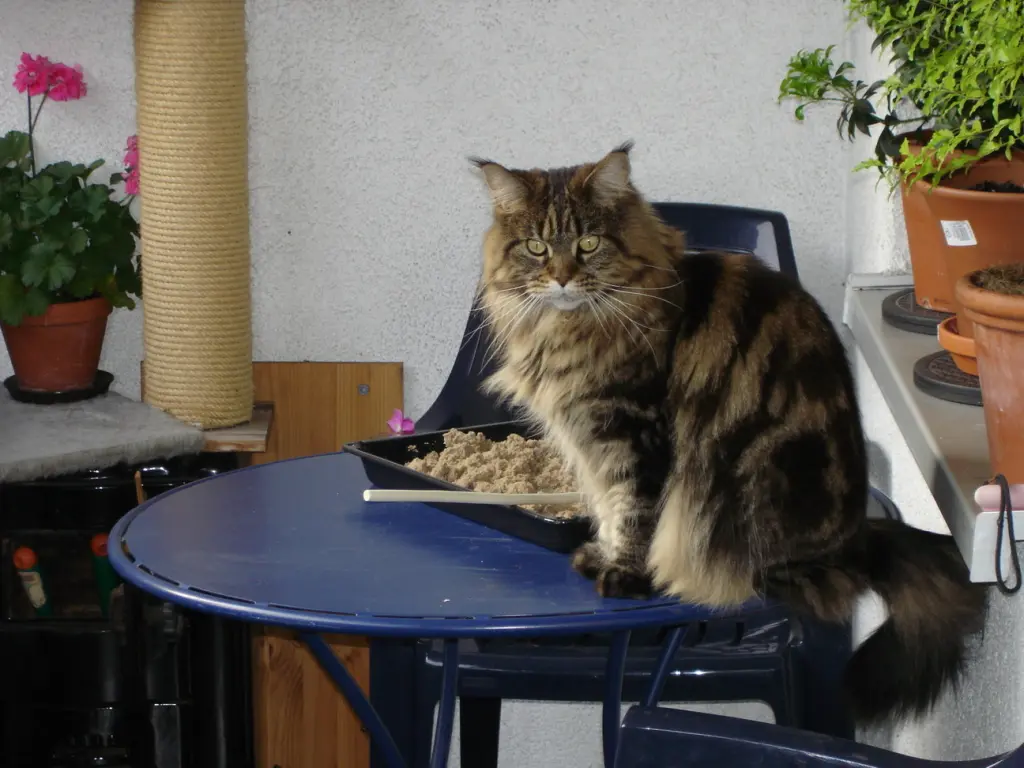 Condolence image of Birgitt mit Dinah,Püppi,Bonny,Cindy,Miez