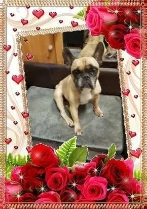 Condolence image of von Odin❤️