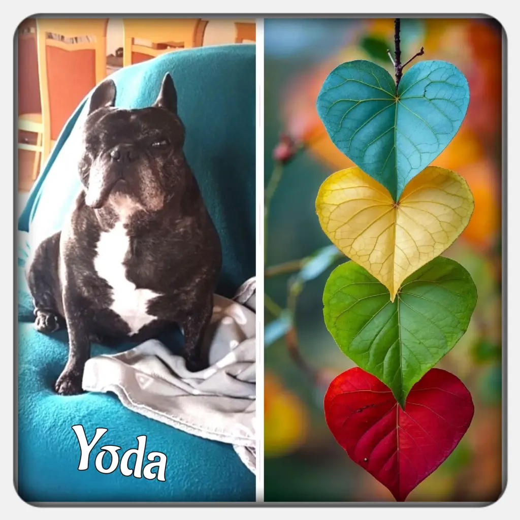 Condolence image of Martina mit Seelenhund Samy ♥️⭐♥️ für immer im Herzen 