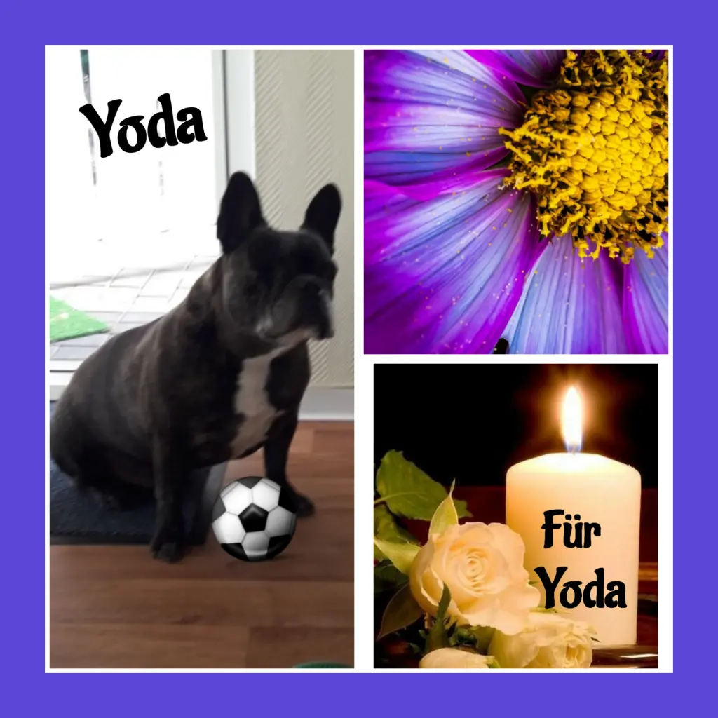Condolence image of Martina mit Seelenhund Samy ♥️⭐♥️ für immer im Herzen 