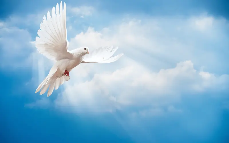 Condolence image of Sonja