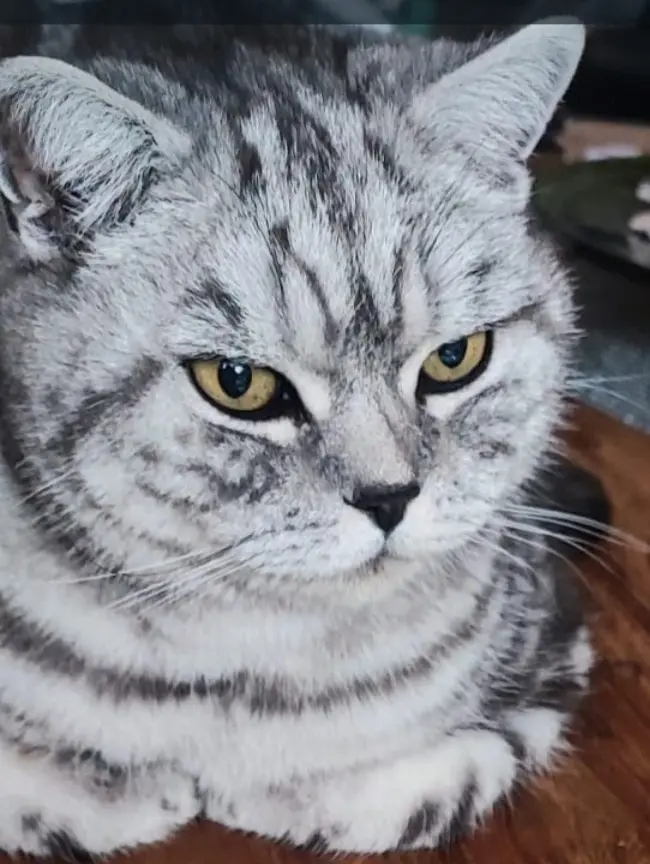 Bild von DJ (Rufname)