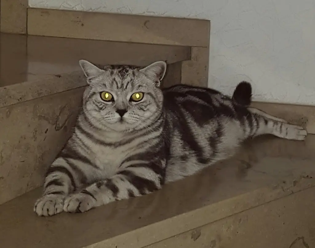 Bild von DJ (Rufname)