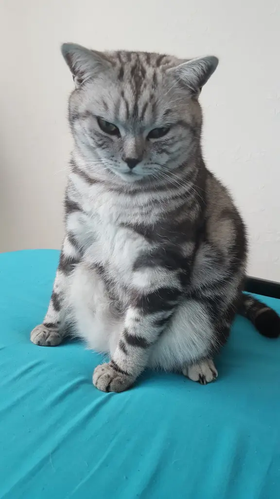 Bild von DJ (Rufname)