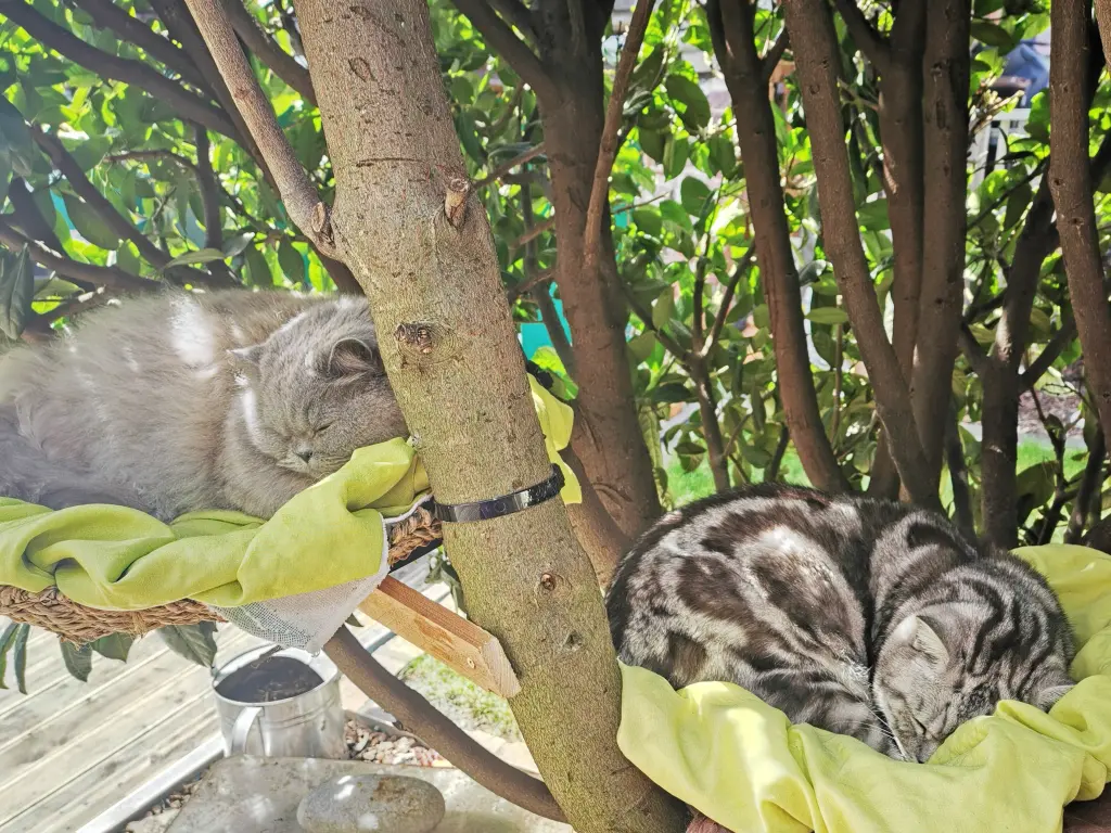 Bild von DJ (Rufname)