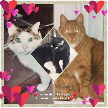 Image from Lilli