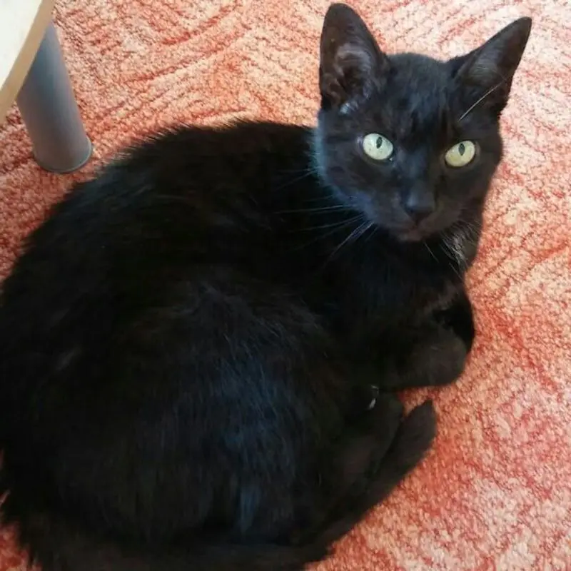Condolence image of Christine mama von sternchenkatze Maja
