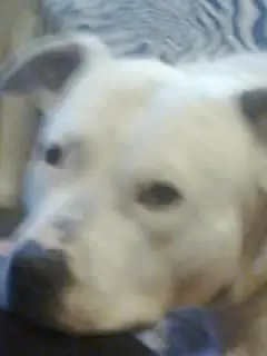 Condolence image of Olli
