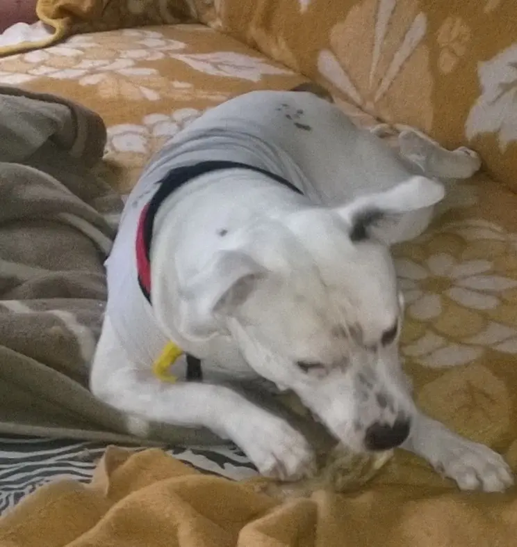 Condolence image of Olli 