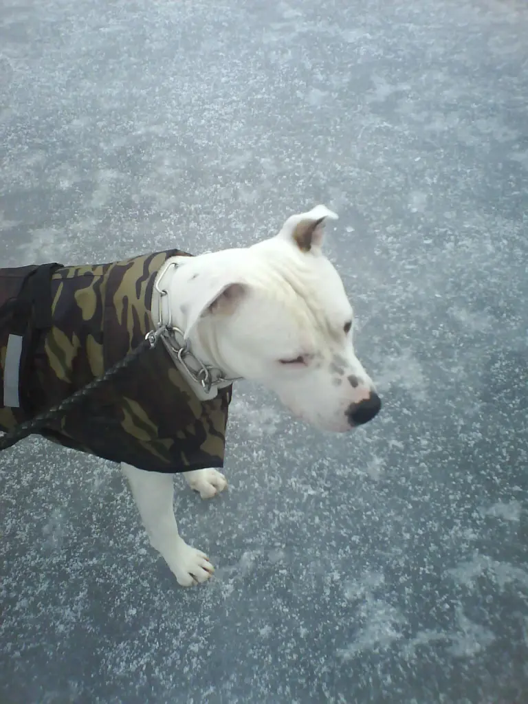 Condolence image of Olli 