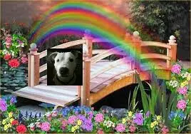 Condolence image of Olli