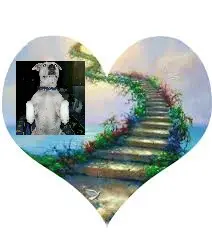 Condolence image of Olli