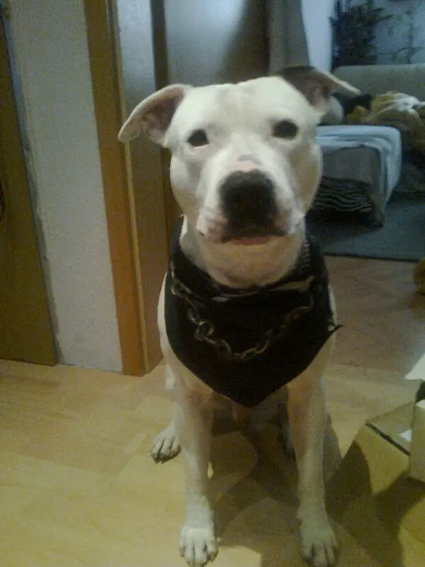Condolence image of Olli