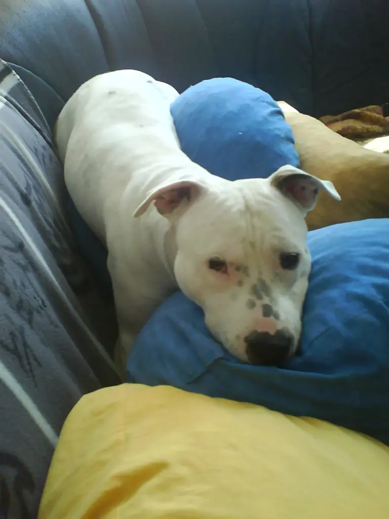 Condolence image of Olli