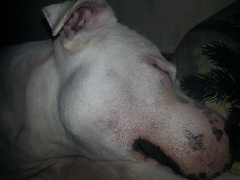 Condolence image of Olli