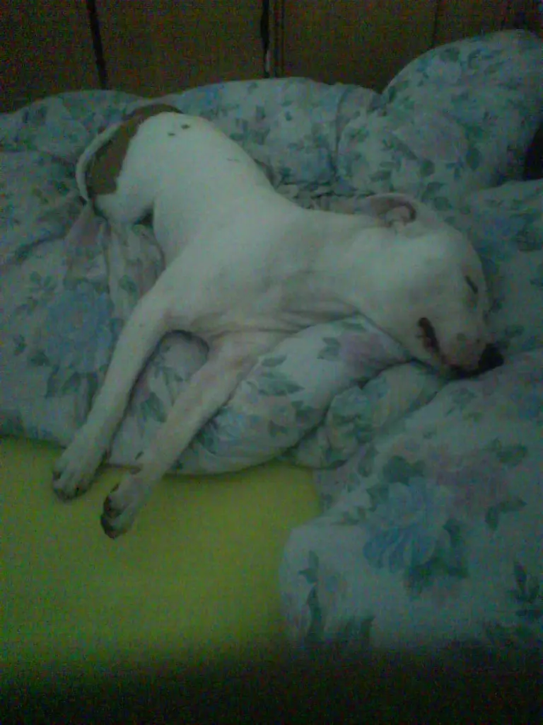 Condolence image of Olli